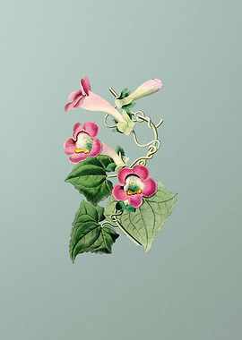 Blushing Lophospermum