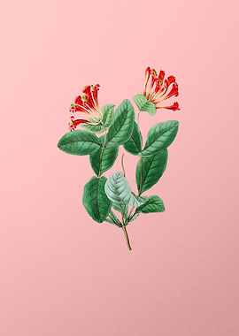 North West Honeysuckle