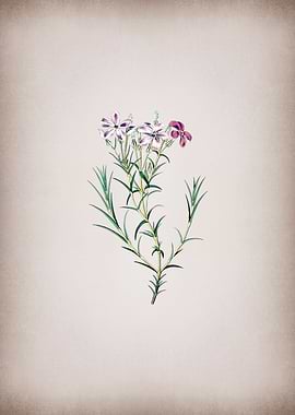 Shewy Phlox Flower Branch