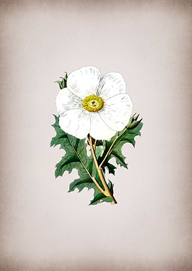 Mexican Poppy Flower