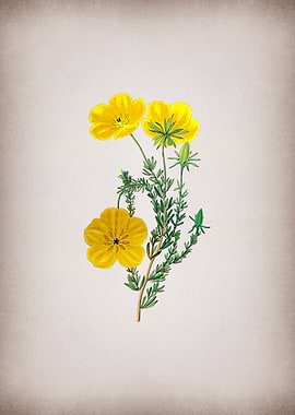 Long Stalked Ledocarpum