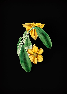 Laurel Leaf Custard Apple