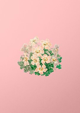 Oxalis Flower on Pink