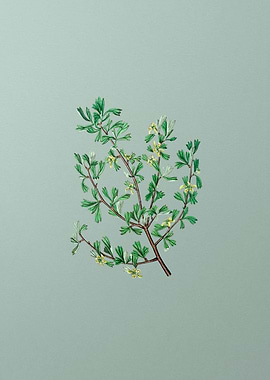 Three Tooth Purshia Flower