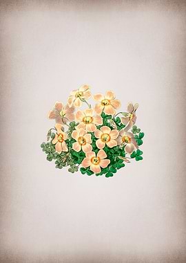 Piottas Oxalis Flower