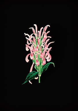 Justicia Carnea Flower
