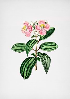 Starry Osbeckia Flower