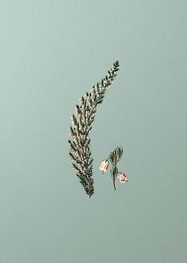 Bell Bearing Heath Flower