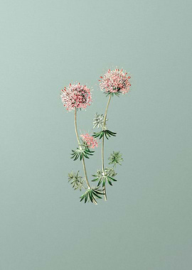 Crucianella Flower on Mint