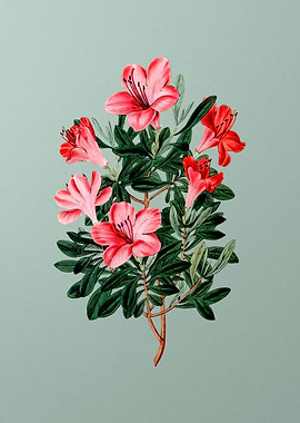 Brick Red Chinese Azalea