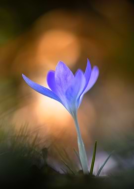 Violet spring crocus