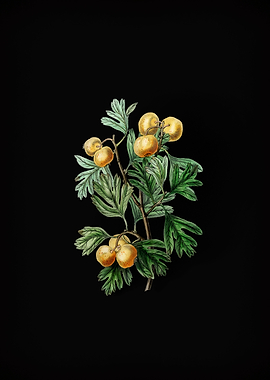 Vintage Aronia Thorn