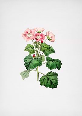 Rhomb Leaf Palavia Flower