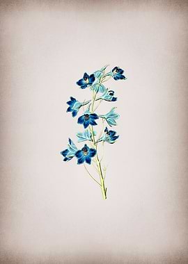 Shewy Delphinium Flower