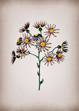 Lilac Senecio Flower