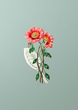 Discolored Calandrinia