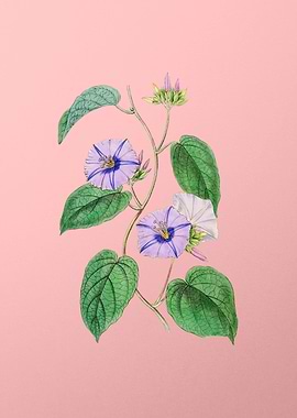 Hoary Jacquemontia Flower