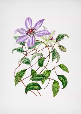 Violet Clematis Flower