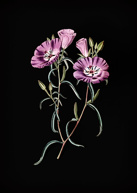 Chilian Evening Primrose