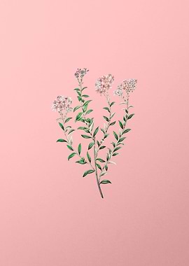 Vintage Selago Flower