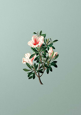 Variegated Chinese Azalea