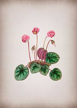 Shore Cyclamen Flower