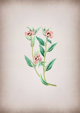 Long Branched Enothera