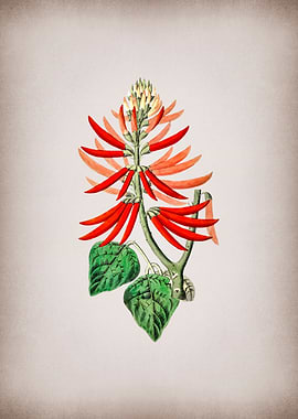 Naked Flowering Erythrina