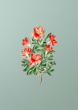 Vintage Red Chinese Azalea