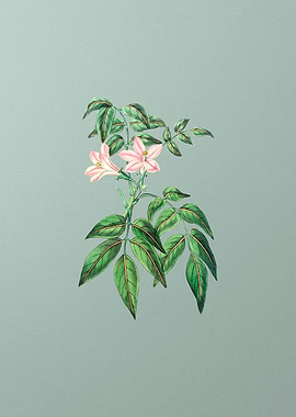 Turraea Pinnata Flower