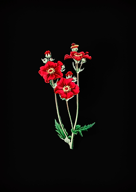 Chilian Guem Flower Black