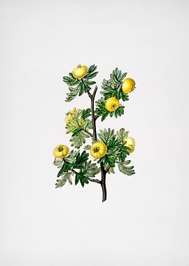 Tansy Leaf Hawthorn Flower