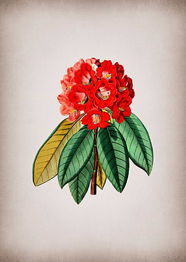 Rhododendron Rollissonii