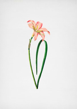 Vintage Flower on Paper