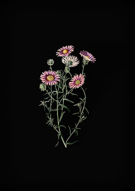 Hoary Diplopappus Flower