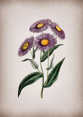 Vintage Shewy Stenactis