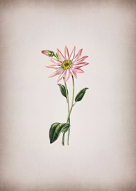 Pink Echinacea Flower