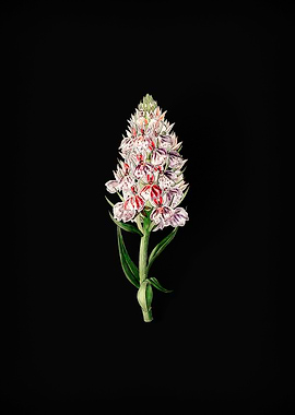 Leafy Spiked Orchis Flower