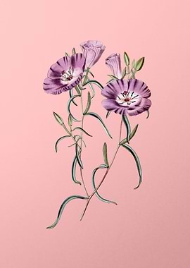 Chilian Evening Primrose