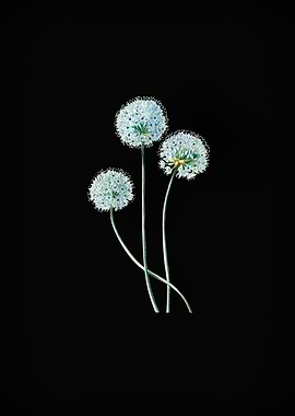 Blue Leek Flower Branch