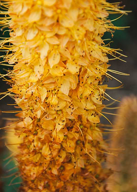 Yellow Golden Flowers