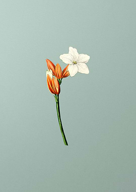 Brasilian Red Coat Flower