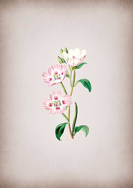 Pink Oenothera Flower