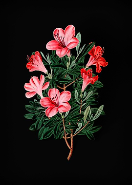 Brick Red Chinese Azalea