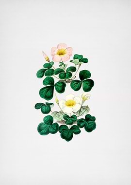 Variable Oxalis Branch