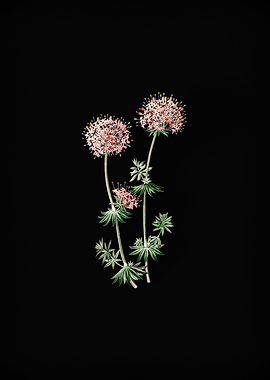 Crucianella Flower Branch