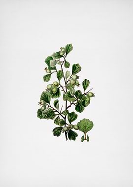 Spathula Leaf Thorn Flower