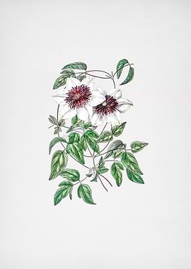 Siebalds Clematis Flower