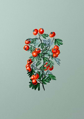 Sweet Scented Hawthorn