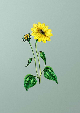 Trumpet Stalked Sunflower